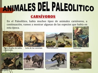 En el Paleolítico, había muchos tipos de animales carnívoros, a
continuación, vamos a mostrar algunas de las especies que había en
esta época.
Tigre dientes de sable,
o smilodon.
León de las cavernas. Phorusrhacos.
CARNÍVOROS
Entelodonte. Andrewsarchus.
Oso-perro Hyenadon.
Gastornis.
 