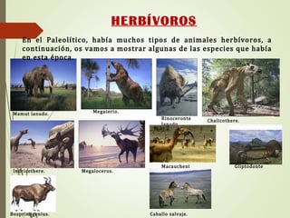 HERBÍVOROS
Mamut lanudo.
Rinoceronte
lanudo.
Megaterio.
Indricothere.
En el Paleolítico, había muchos tipos de animales herbívoros, a
continuación, os vamos a mostrar algunas de las especies que había
en esta época.
Megaloceros.
Macaucheni
a.
Gliptodonte
Chalicothere.
Bosprimigenius. Caballo salvaje.
 