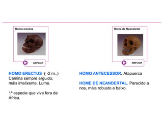 Homo erectusHome de NeandertalHOMO ERECTUS  ( -2 m..)  Camiña sempre erguido, máis intelixente. Lume.1ª especie que vive fora de África.HOMO ANTECESSOR. AtapuercaHOME DE NEANDERTAL. Parecido a nos, máis robusto e baixo.