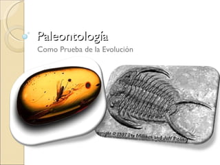 Paleontología Como Prueba de la Evolución 
