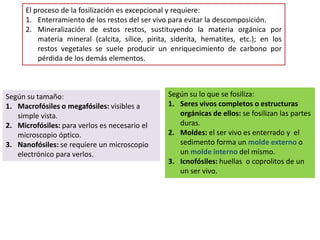 El proceso de la fosilización es excepcional y requiere:
      1. Enterramiento de los restos del ser vivo para evitar la descomposición.
      2. Mineralización de estos restos, sustituyendo la materia orgánica por
          materia mineral (calcita, sílice, pirita, siderita, hematites, etc.); en los
          restos vegetales se suele producir un enriquecimiento de carbono por
          pérdida de los demás elementos.



Según su tamaño:                                  Según su lo que se fosiliza:
1. Macrofósiles o megafósiles: visibles a         1. Seres vivos completos o estructuras
   simple vista.                                     orgánicas de ellos: se fosilizan las partes
2. Microfósiles: para verlos es necesario el         duras.
   microscopio óptico.                            2. Moldes: el ser vivo es enterrado y el
3. Nanofósiles: se requiere un microscopio           sedimento forma un molde externo o
   electrónico para verlos.                          un molde interno del mismo.
                                                  3. Icnofósiles: huellas o coprolitos de un
                                                     un ser vivo.
 