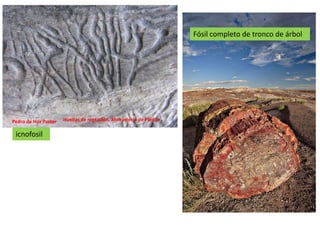 Tipos de
                      fósiles                                      Fósil completo de tronco de árbol




Pedro de Hoz Pastor   Huellas de reptación. Monasterio de Piedra

 icnofosil
 