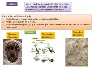 Fósil guía         Son los fósiles que nos dan la edad de la roca.
                        Estos fósiles aparecen únicamente en capas
                        muy concretas, no se presentan en todas.

Características de un fósil guía:
1. Presentar partes duras para poder fosilizar con facilidad.
2. Amplia distribución en la Tierra.
3. Evolucionar con rapidez, lo que ocasiona que se encuentra sólo en estratos de un período
   determinado.

                        Ejemplos                                          Numulites.
     Trilobites.                         Dinosaurios.                     Cenozoico
     Paleozoico                          Mesozoico.
 