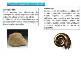 Procesos de mineralización en la fosilización

                                                 Piritización:
Carbonatación:
                                                 Se produce en ambientes anaerobios. En
Es el proceso más abundante. Se
                                                 la descomposición anaeróbica de la
sustituyen los restos orgánicos duros por
                                                 materia orgánica se produce ácido
carbonato cálcico, en forma de calcita.
                                                 sulfhídrico que reacciona con las sales
El carbonato cálcico es muy abundante en
                                                 marinas de hierro dando sulfuros de
las rocas sedimentarias en la composición
                                                 hierro (marcasita y pirita), éstos sustituyen
de muchos invertebrados.
                                                 la materia orgánica de la conchas y
                                                 esqueletos.
 