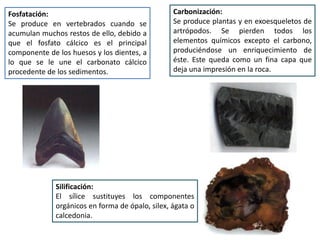 Fosfatación:                                      Carbonización:
Se produce en vertebrados cuando se               Se produce plantas y en exoesqueletos de
acumulan muchos restos de ello, debido a          artrópodos. Se pierden todos los
que el fosfato cálcico es el principal            elementos químicos excepto el carbono,
componente de los huesos y los dientes, a         produciéndose un enriquecimiento de
lo que se le une el carbonato cálcico             éste. Este queda como un fina capa que
procedente de los sedimentos.                     deja una impresión en la roca.




              Silificación:
              El sílice sustituyes los componentes
              orgánicos en forma de ópalo, silex, ágata o
              calcedonia.
 
