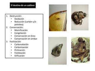 El destino de un cadáver



1. Destrucción:
    • Oxidación
    • Reducción (carbón y/o
         petróleo)
2. Conservación:
    • Momificación
    • Congelación
    • Conservación en brea
    • Conservación en ámbar
3. Fosilización:
    • Carbonatación
    • Carbonización
    • Piritización
    • Fosfatación
    • Silificación
 