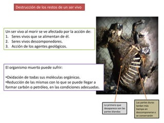Destrucción de los restos de un ser vivo




Un ser vivo al morir se ve afectado por la acción de:
1. Seres vivos que se alimentan de él.
2. Seres vivos descomponedores.
3. Acción de los agentes geológicos.




El organismo muerto puede sufrir:

•Oxidación de todas sus moléculas orgánicas.
•Reducción de las mismas con lo que se puede llegar a
formar carbón o petróleo, en las condiciones adecuadas.


                                                                               Las partes duras
                                                          Lo primero que       tardan más
                                                          desaparece son las   tiempo en
                                                          partes blandas       descomponerse o
                                                                               se conservarán
 