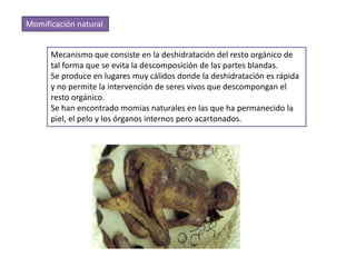 Momificación natural


      Mecanismo que consiste en la deshidratación del resto orgánico de
      tal forma que se evita la descomposición de las partes blandas.
      Se produce en lugares muy cálidos donde la deshidratación es rápida
      y no permite la intervención de seres vivos que descompongan el
      resto orgánico.
      Se han encontrado momias naturales en las que ha permanecido la
      piel, el pelo y los órganos internos pero acartonados.
 