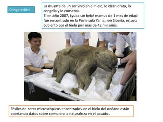 La muerte de un ser vivo en el hielo, lo deshidrata, lo
Congelación        congela y lo conserva.
                   El en año 2007, Lyuba un bebé mamut de 1 mes de edad
                   fue encontrado en la Peninsula Yamal, en Siberia, estuvo
                   cubierto por el hielo por más de 42 mil años.




Fósiles de seres microscópicos encontrados en el hielo del océano están
aportando datos sobre como era la naturaleza en el pasado.
 