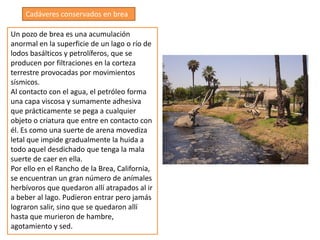 Cadáveres conservados en brea

Un pozo de brea es una acumulación
anormal en la superficie de un lago o río de
lodos basálticos y petrolíferos, que se
producen por filtraciones en la corteza
terrestre provocadas por movimientos
sísmicos.
Al contacto con el agua, el petróleo forma
una capa viscosa y sumamente adhesiva
que prácticamente se pega a cualquier
objeto o criatura que entre en contacto con
él. Es como una suerte de arena movediza
letal que impide gradualmente la huida a
todo aquel desdichado que tenga la mala
suerte de caer en ella.
Por ello en el Rancho de la Brea, California,
se encuentran un gran número de anímales
herbívoros que quedaron allí atrapados al ir
a beber al lago. Pudieron entrar pero jamás
lograron salir, sino que se quedaron allí
hasta que murieron de hambre,
agotamiento y sed.
 