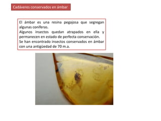 Cadáveres conservados en ámbar


   El ámbar es una resina pegajosa que segregan
   algunas coníferas.
   Algunos insectos quedan atrapados en ella y
   permanecen en estado de perfecta conservación.
   Se han encontrado insectos conservados en ámbar
   con una antigüedad de 70 m.a.
 