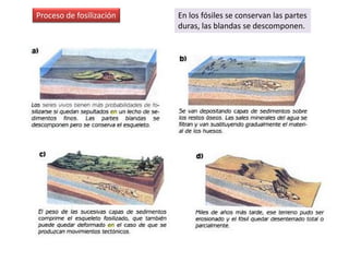 Proceso de fosilización   En los fósiles se conservan las partes
                          duras, las blandas se descomponen.
 