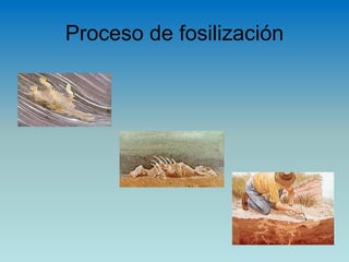 Proceso de fosilización
 