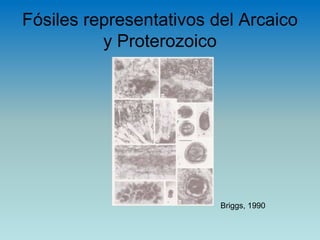 Fósiles representativos del Arcaico
y Proterozoico
Briggs, 1990
 