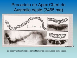 Procariota de Apex Chert de
Australia oeste (3465 ma)
Se observan los microbios como filamentos preservados como trazas
Benton/09
 