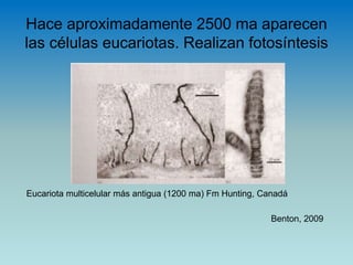 Hace aproximadamente 2500 ma aparecen
las células eucariotas. Realizan fotosíntesis
Eucariota multicelular más antigua (1200 ma) Fm Hunting, Canadá
Benton, 2009
 