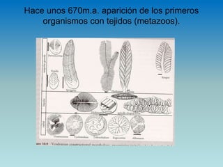 Hace unos 670m.a. aparición de los primeros
organismos con tejidos (metazoos).
 