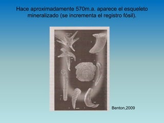 Hace aproximadamente 570m.a. aparece el esqueleto
mineralizado (se incrementa el registro fósil).
Benton,2009
 