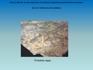 Hace 2.100 mill. de años aparecen los primeros organismos pluricelulares conocidos.
Son las 12:48 horas del mediodía.
Probables algas
 