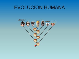 EVOLUCION HUMANA
 