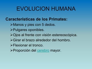 EVOLUCION HUMANA
Características de los Primates:
Manos y pies con 5 dedos.
Pulgares oponibles.
Ojos al frente con visión estereoscópica.
Girar el brazo alrededor del hombro.
Flexionar el tronco.
Proporción del cerebro mayor.
 