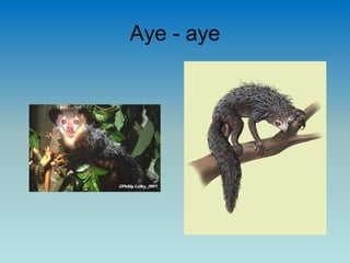 Aye - aye
 
