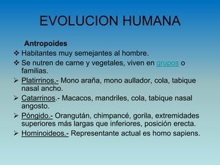 EVOLUCION HUMANA
Antropoides
 Habitantes muy semejantes al hombre.
 Se nutren de carne y vegetales, viven en grupos o
familias.
 Platirrinos.- Mono araña, mono aullador, cola, tabique
nasal ancho.
 Catarrinos.- Macacos, mandriles, cola, tabique nasal
angosto.
 Póngido.- Orangután, chimpancé, gorila, extremidades
superiores más largas que inferiores, posición erecta.
 Hominoideos.- Representante actual es homo sapiens.
 
