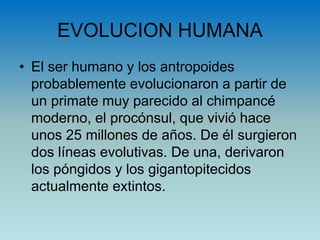 EVOLUCION HUMANA
• El ser humano y los antropoides
probablemente evolucionaron a partir de
un primate muy parecido al chimpancé
moderno, el procónsul, que vivió hace
unos 25 millones de años. De él surgieron
dos líneas evolutivas. De una, derivaron
los póngidos y los gigantopitecidos
actualmente extintos.
 