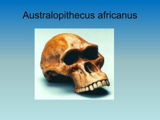 Australopithecus africanus
 