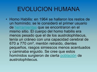 EVOLUCION HUMANA
• Homo Habilis: en 1964 se hallaron los restos de
un homínido; se le consideró el primer usuario
de herramientas que se encontraron en el
mismo sitio. El cuerpo del homo habilis era
menos pesado que el de los austrolophitecus,
tenía un cráneo con una capacidad cerebral de
670 a 770 cm³, mentón retraído, dientes
pequeños, rasgos simiescos menos acentuados
y caminaba erguido. Se cree que estos
homínidos surgieron de cierta población de
austrolophitecus.
 