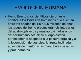 EVOLUCION HUMANA
• Homo Erectus: los científicos dieron este
nombre a los fósiles de homínidos que fluctúan
entre las edades de 1.5 a 0.5 millones de años,
los rasgos del homo erectus eran distintos a los
del austrolophitecus y más aproximados a los
del ser humano actual; su cuerpo estaba
perfectamente adaptado a la postura erguida y a
la locomoción de dos pies, la frente inclinada,
ausencia de mentón y las mandíbulas pesadas
y protuberantes.
 