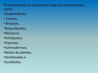 Posteriormente se encuentran especies representadas
como:
•Foraminíferos,
• Corales,
• Briozoos,
•Braquiópodos,
•Moluscos,
•Artrópodos,
•Esponjas,
•Echinodermos,
•Restos de plantas,
•Vertebrados e
•Icnofósiles.
 