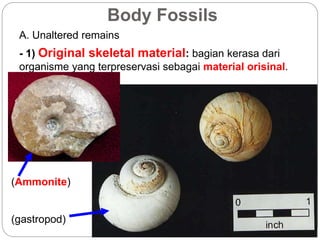 - 1) Original skeletal material: bagian kerasa dari
organisme yang terpreservasi sebagai material orisinal.
Body Fossils
A. Unaltered remains
(gastropod)
(Ammonite)
 