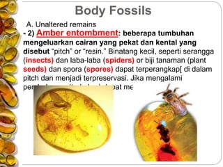 Body Fossils
A. Unaltered remains
- 2) Amber entombment: beberapa tumbuhan
mengeluarkan cairan yang pekat dan kental yang
disebut “pitch” or “resin.” Binatang kecil, seperti serangga
(insects) dan laba-laba (spiders) or biji tanaman (plant
seeds) dan spora (spores) dapat terperangkap[ di dalam
pitch dan menjadi terpreservasi. Jika mengalami
pembebanan (terkubur) dapat menjadi amber.
 