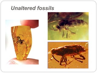 Unaltered fossils
 
