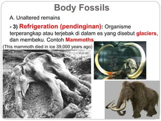 A. Unaltered remains
Body Fossils
- 3) Refrigeration (pendinginan): Organisme
terperangkap atau terjebak di dalam es yang disebut glaciers,
dan membeku. Contoh Mammoths
(This mammoth died in ice 39,000 years ago)
 