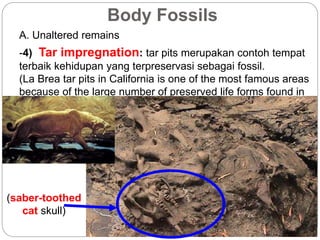 Body Fossils
A. Unaltered remains
-4) Tar impregnation: tar pits merupakan contoh tempat
terbaik kehidupan yang terpreservasi sebagai fossil.
(La Brea tar pits in California is one of the most famous areas
because of the large number of preserved life forms found in
it).
(saber-toothed
cat skull)
 