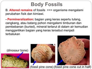 Body Fossils
B. Altered remains of fossils >>> organisme mengalami
perubahan fisik dan kimiawi.
- Permineralization: bagian yang keras sepertu tulang,
cangkang, atau batang pohon mengalami timbunan dan
pembebanan (buried), mineral terlarut di dalam air kemudian
menggantikan bagian yang keras tersebut menjadi
terbatukan
(dinosaur bone)
(fossil pine cone) (fossil pine cone cut in half)
 