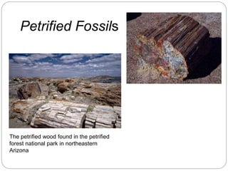Petrified Fossils
The petrified wood found in the petrified
forest national park in northeastern
Arizona
 