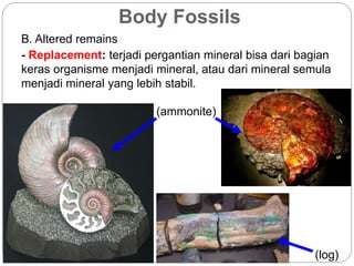 Body Fossils
B. Altered remains
- Replacement: terjadi pergantian mineral bisa dari bagian
keras organisme menjadi mineral, atau dari mineral semula
menjadi mineral yang lebih stabil.
(ammonite)
(log)
 