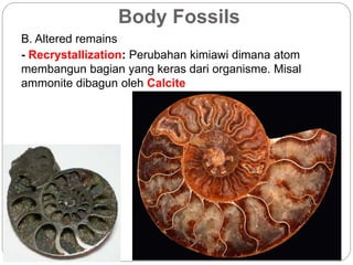 Body Fossils
B. Altered remains
- Recrystallization: Perubahan kimiawi dimana atom
membangun bagian yang keras dari organisme. Misal
ammonite dibagun oleh Calcite
 