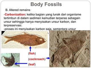 Body Fossils
B. Altered remains
-Carbonization: ketika bagian yang lunak dari organisme
tertimbun di dalam sedimen kemudian terperas sebagain
unsur sehingga hanya menyisakan unsur karbon, dan
terpreservasi.
-proses ini menyisakan karbon saja, sementara unsur
lainnya seperti hidrogen, oksigen, dan nitrogen hilang.
(fish)
(cockroach)
(leaf)
 