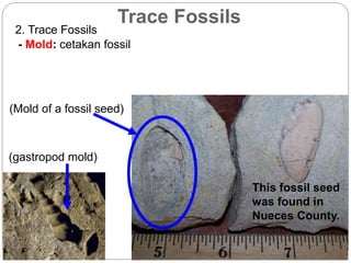 - Mold: cetakan fossil
Trace Fossils
2. Trace Fossils
(Mold of a fossil seed)
This fossil seed
was found in
Nueces County.
(gastropod mold)
 