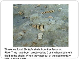 These are fossil Turitella shells from the Potomac
River.They have been preserved as Casts when sediment
filled in the shells. When they pop out of the sedimentary
 