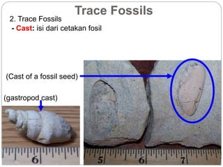 Trace Fossils
2. Trace Fossils
- Cast: isi dari cetakan fosil
(Cast of a fossil seed)
(gastropod cast)
 