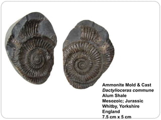 Ammonite Mold & Cast
Dactylioceras commune
Alum Shale
Mesozoic; Jurassic
Whitby, Yorkshire
England
7.5 cm x 5 cm
 