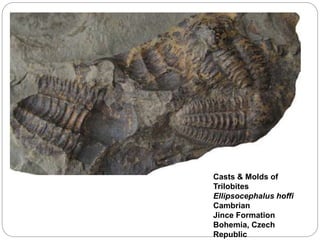 Casts & Molds of
Trilobites
Ellipsocephalus hoffi
Cambrian
Jince Formation
Bohemia, Czech
Republic
 