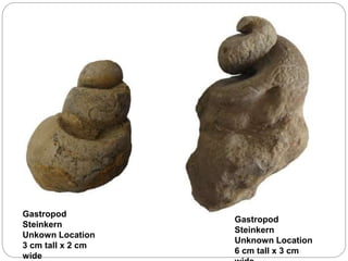 Gastropod
Steinkern
Unkown Location
3 cm tall x 2 cm
wide
Gastropod
Steinkern
Unknown Location
6 cm tall x 3 cm
 