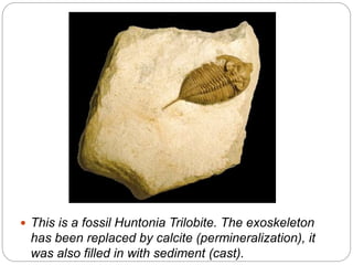  This is a fossil Huntonia Trilobite. The exoskeleton
has been replaced by calcite (permineralization), it
was also filled in with sediment (cast).
 