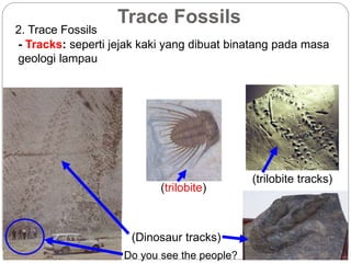 Trace Fossils
2. Trace Fossils
- Tracks: seperti jejak kaki yang dibuat binatang pada masa
geologi lampau
(trilobite)
(trilobite tracks)
(Dinosaur tracks)
Do you see the people?
 
